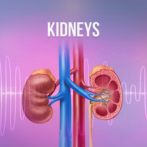 Kidneys Rife Frequencies