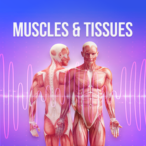 Muscles & Tissues Rife Frequencies